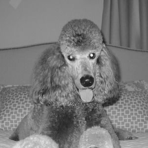 Meet your Posher, L.k.